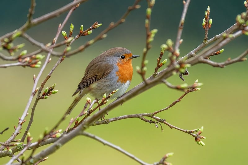 Bird feeder